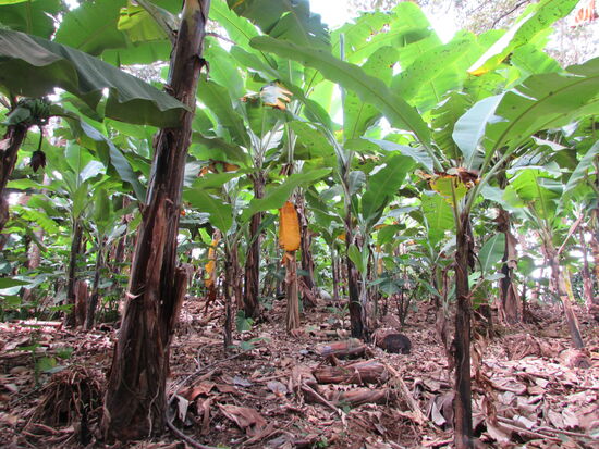 Schon sind wir inmitten einer Bananenplantage