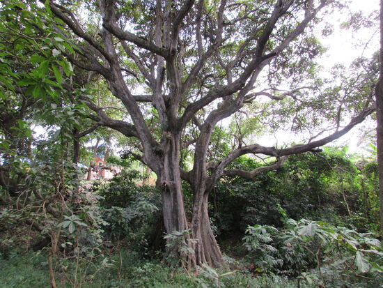 Am Wegesrand begeistern mich riesige, alte Bäume.