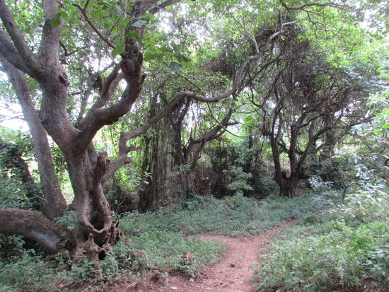 Üppiges Grün entlang des Weges