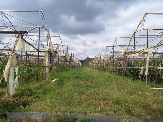Wir kommen an einer riesigen ehemalige Blumenplantage vorbei. Die Anlage wird jetzt zum Anbau vom Mais genutzt.