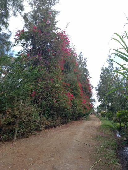 Wunderschön blühende Rankgewächse begleiten uns ....