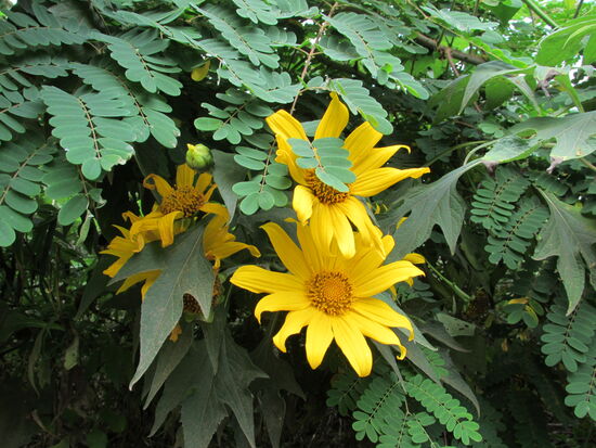 Christopher verweist uns auf die verschiedenen Pflanzen