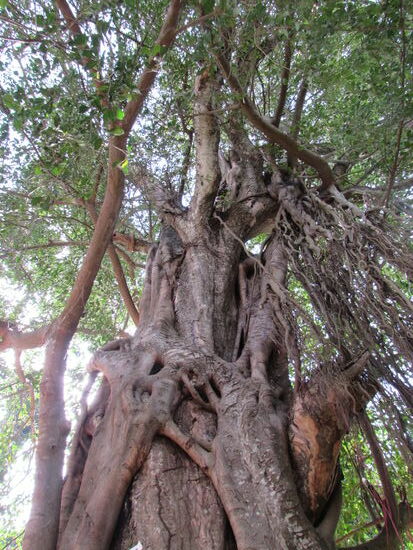 Ein beeindruckender Anblick, zu sehen wie eine Parasit Pflanze einen riesigen Baum verschlingt.