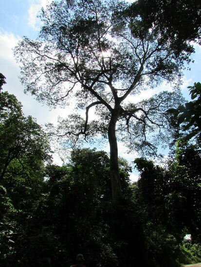 Wir haben ideales Wanderwetter und im Schatten der riesigen Bäume ist es angenehm kühl.