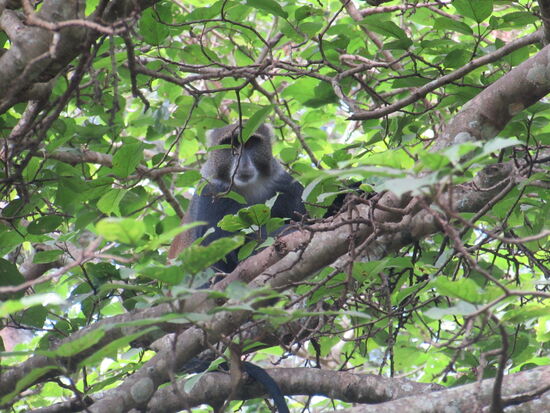 Plötzlich raschelt es in den Bäumen und die Äste der Bäume schwingen. Überall toben Affen durch die Baumkronen. Hier ist ein blauer Affe zu sehen. Es ist gar nicht so einfach sie im Bild einzufangen, da sie ständig in Aktion sind.