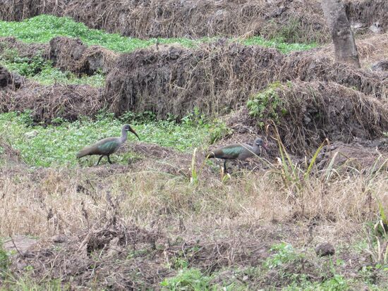 Wenig später entdecken wir ein Ibis Pärchen