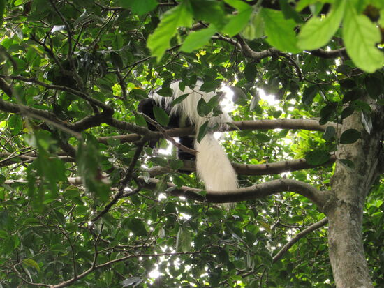 In den Baumwipfeln machen Affen mit einem breiten weißen Schwanz auf sich aufmerksam.