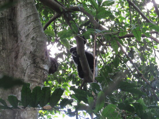 Auge in Auge mit einem blauen Affen  