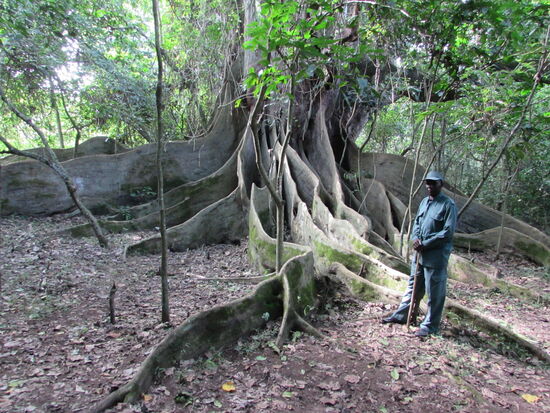 Christopfer und der Guide aus dem Naturschutzpark führt uns zu einem mächtigen, alten Feigen Baum.