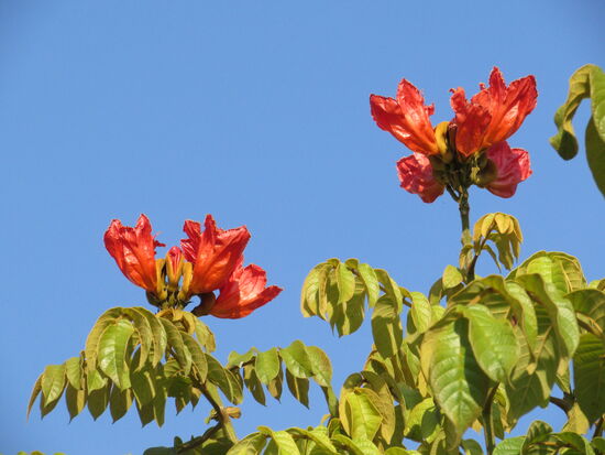 Blüten von einem Jakaranda Baum