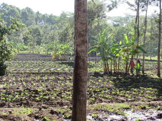 Wir kommen an vielen Feldern vorbei. Hier werden z.B. Bohnen angebaut. Es kann ganzjährig angebaut und geerntet werden.