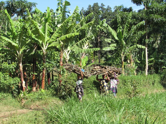 Frauen tragen das Brennholz nach Haus. Die meisten Familien in den dörflichen Regionen kochen noch auf der offenen Feuerstelle.
