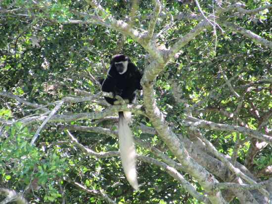 Es dauert nicht lang und wir entdecken die Colobus Affen in den Baumkronen. Besonders markant sind ihre langen buschigen weißen Schwänze.