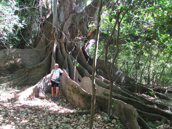Ein Highlight dieser Tour ist dieser mächtige, alte Feigenbaum.