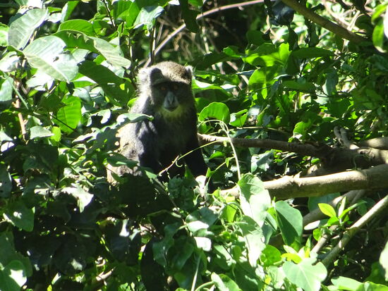 Auch die schwarzen Affen toben durch die Baumwipfel.