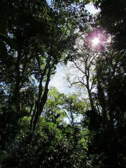 Ein Blick in Richtung Baumkronen.