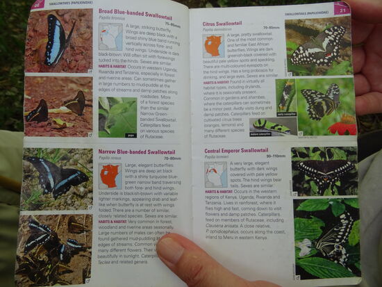 Wir bekommen auch viele schöne Schmetterlinge zu sehen. Doch sie sind so schnell unterwegs, das wir sie nicht ablichten können.