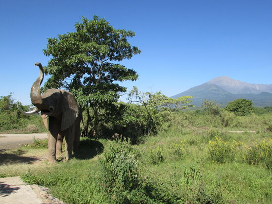 Dieser Elefant steht am Eingangstor, leider war das der Einzige den wir zu Gesicht bekommen haben 