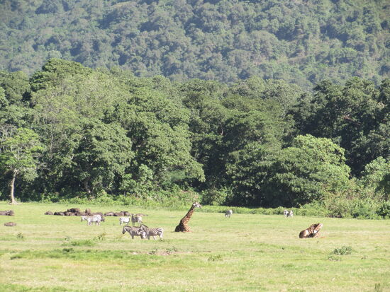 Auf einer Lichtung sehen wir Giraffen, Zebras und Büffel.
