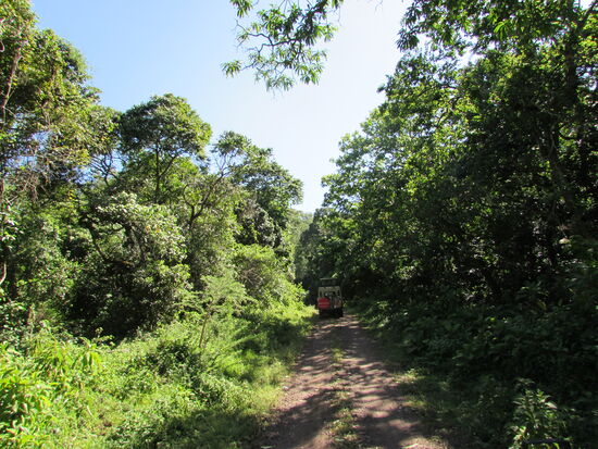 Auf holpriger Piste geht es durch den Dschungel.