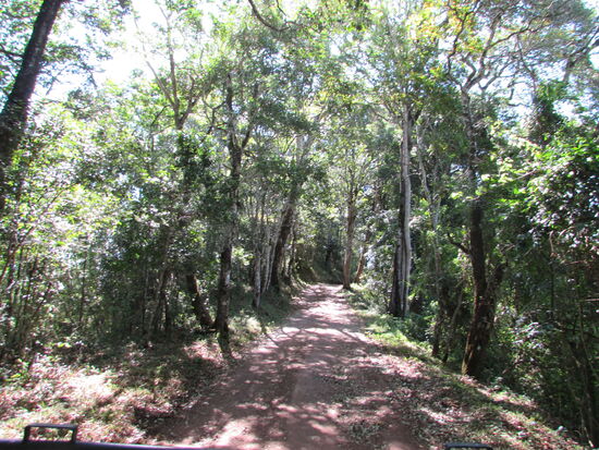 Wir fahren zum Krater Ngongon, dort gibt es einen Aussichtspunkt auf die Ebene des Kraters und den Kilimandscharo.