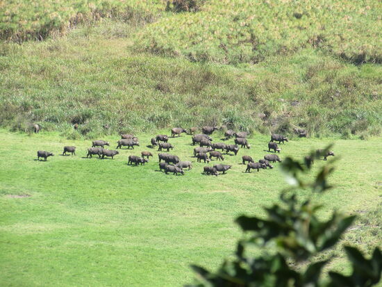 In der Ebene entdecken wir eine Herde von Büffel.
