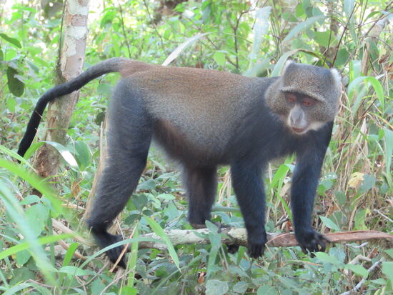 Diese Gesellen begegnen uns immer wieder und es macht Spaß sie zu beobachten.