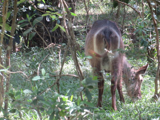 Ein Wasserbock Weibchen.