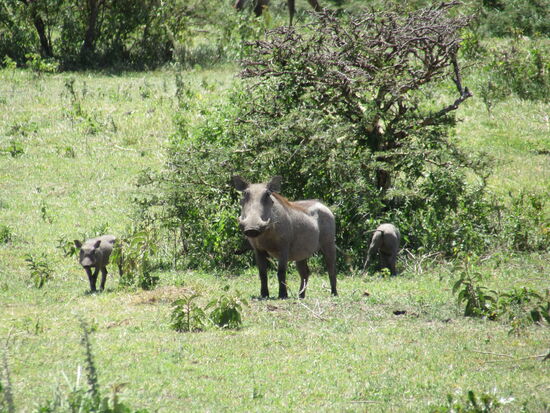Pumbas - Warzenschweine