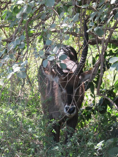 Wasserbock Männchen