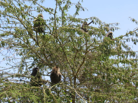 Eine Gruppe von Affen