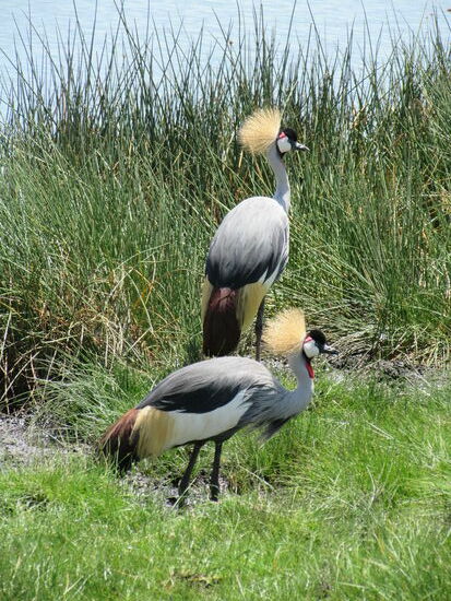 Königskraniche am Momela See.