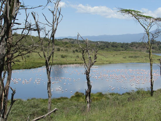 Wow - Flamingos am Momela See