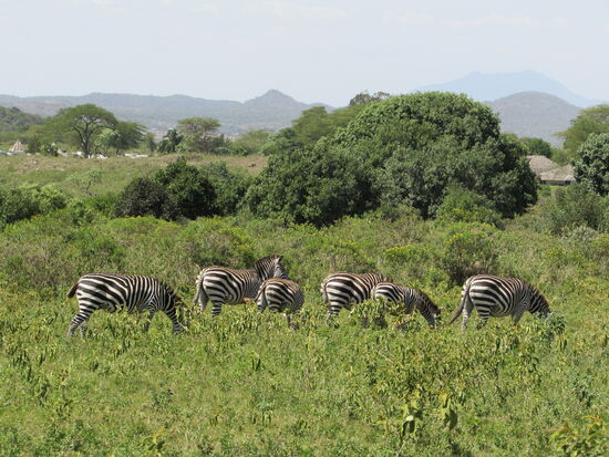 Hurra, endlich sehen wir die ersten Zebras.