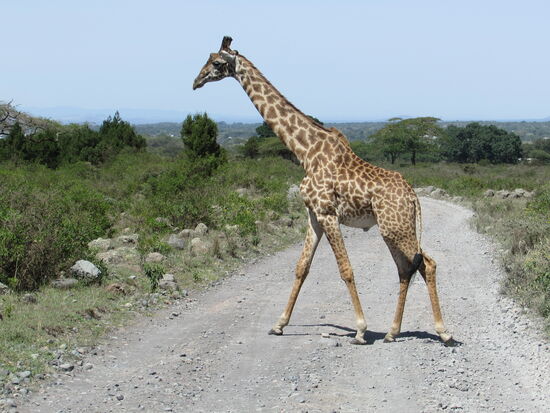 Dann kreuzen Giraffen den Weg   so schön. Wir lieben diese eleganten Tiere.