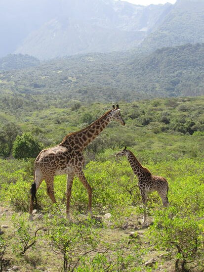 Es war eine ganze Gruppe von Giraffen, mit mehreren Jungen.