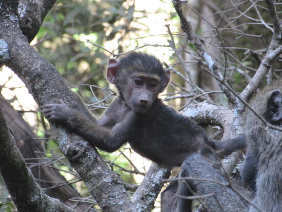 Zum Ende unserer Safari haben wir noch eine Gruppe von Affen getroffen.