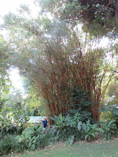 Riesiger Bambus inmitten der Hotelanlage.