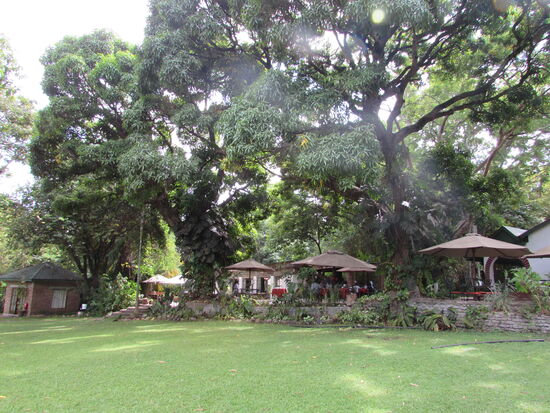 Gemütliche Sitzplätze unter riesigen, alten Bäumen.