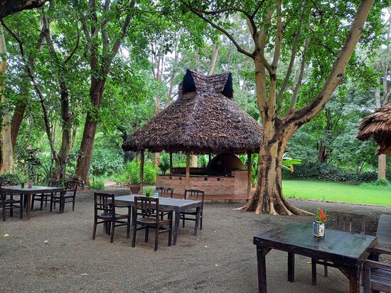 Es ist einfach nur wohltuend unter den mächtigen, großen Bäumen zu sitzen.