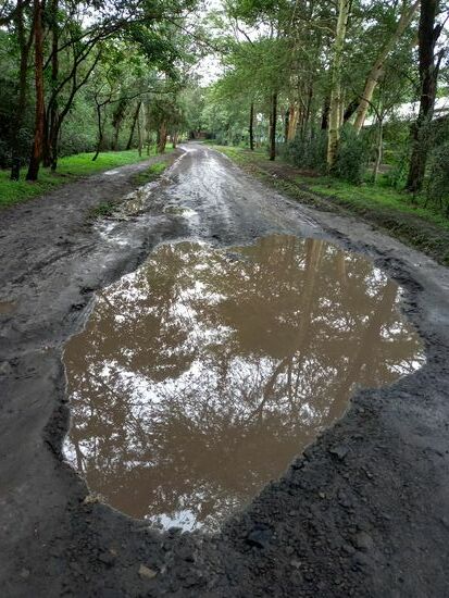 In den Pfützen spiegelt sich fantastisch das üppige Grün.