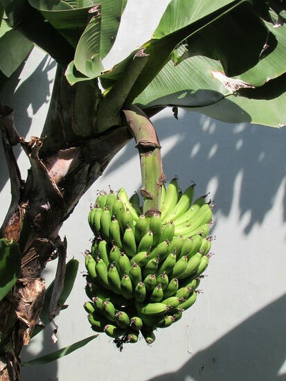 Bananen aus dem eigenen Garten.