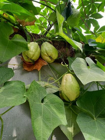 Eine Art Gurke.  Geschmacklich erinnert es an Kohlrabi.