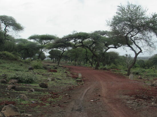 Außerhalb von Arusha führt uns der Weg nun auf teilweise unwegsamen Pisten Richtung Massai Gebiet.