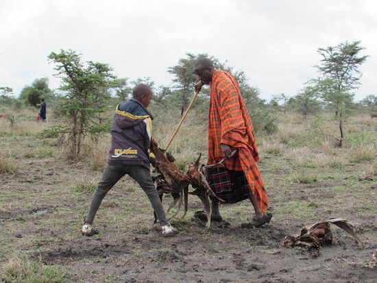 Es dauerte nicht lang und es kamen einige Massai Männer zur Hilfe. Sie schleppten alles mögliche an, um es unter die Räder zu legen.
