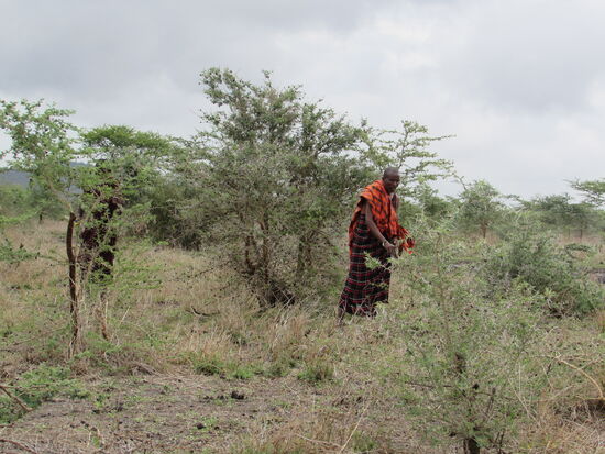 Selbst Zweige von diesem Dornengewächs wurden verwendet.