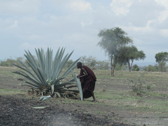 Auch diese Agave musste einige Blätter hergeben.