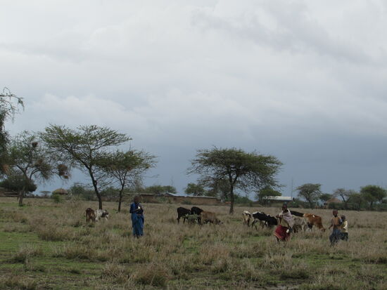 In der Ferne beobachte ich derweil wie Kinder die Rinder hüten.