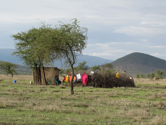 Die Wäsche wird auf den Dornenhecken getrocknet.