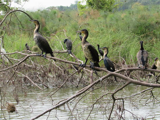 Wir gleiten ganz behutsam dahin und so können wir die Vögel gut beobachten.
